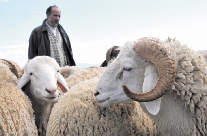 Le mouton de la discorde : Les autorités du préside occupé de Mellilia interdisent l’importation d’ovins marocains pour l’Aïd