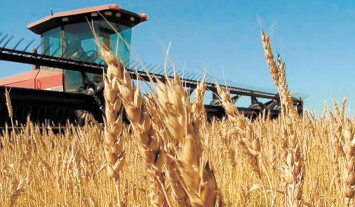 De bonnes récoltes mondiales de blé et de riz en perspective