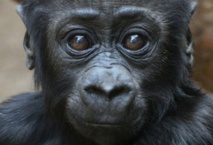 60% des primates menacés d'extinction