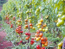 La tomate marocaine sous pression européenne
