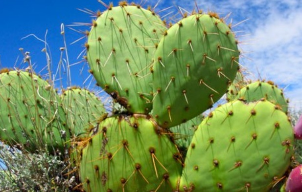 Valorisation du cactus local à Sidi Ifni