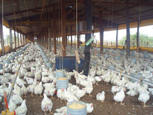 le poulet a un goût plutôt amer. La canicule enflamme les prix de la volaille