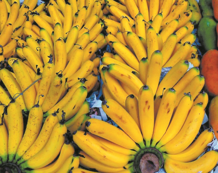 La jaunisse fusarienne du bananier menace le fruit le plus vendu au monde