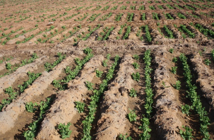 Dame Nature sourit au Maroc : Les dernières précipitations placent la campagne agricole dans des perspectives positives