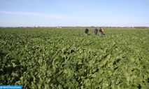 Bonnes perspectives pour la campagne agricole dans l'Oriental