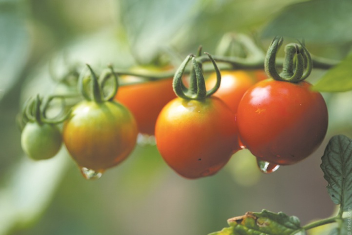 Moins d’eau pour la même quantité de tomates ? C’est possible