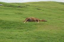 Plusieurs morts suspectes de chevaux : Cas isolés ou épidémie?