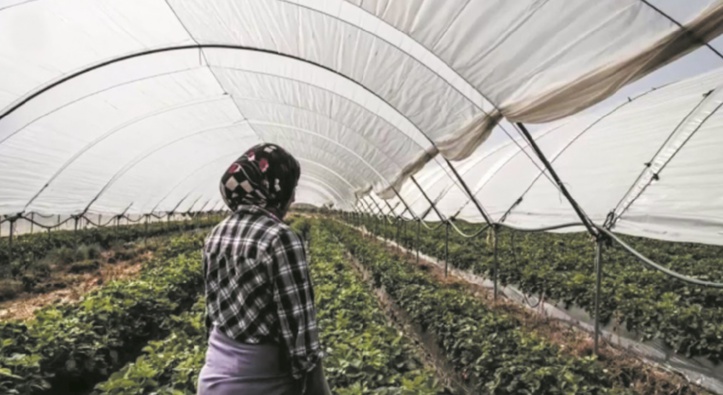 Le goût trop amer de la fraise espagnole : Maltraitance, harcèlement et viols, le triste lot des saisonnières marocaines