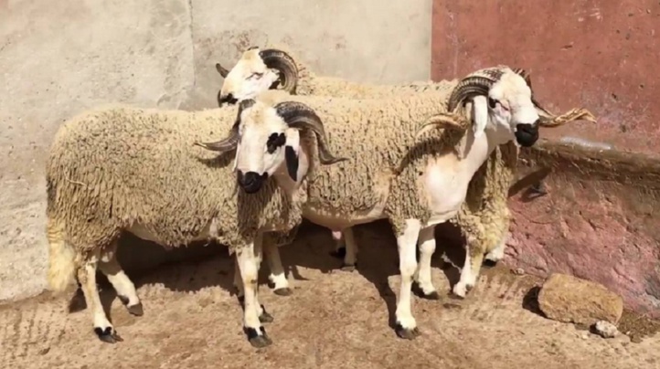 Penser au mouton de l’Aïd en plein Ramadan