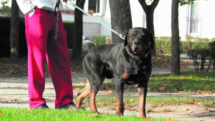 Certaines races canines trop dangereuses pour servir d’animaux de compagnie