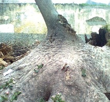 Massacre d'un arbre centenaire : La société civile indignée