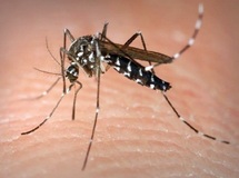 Des satellites pour dresser une «carte météo» des épidémies de dengue