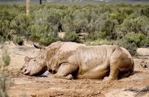 Afrique du Sud: si ça continue, il n’y aura plus de rhinocéros dans quatre ans