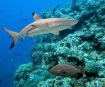 Le nombre de requins de récif dans le Pacifique en forte baisse