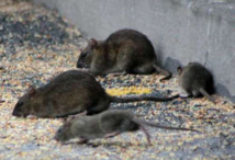 Les rats envahissent les maisons britanniques