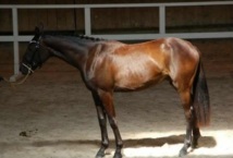 Dressage: une impression trompeuse de facilité