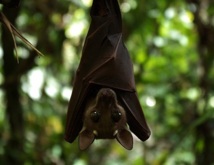 Les chauves-souris menacées par le changement climatique