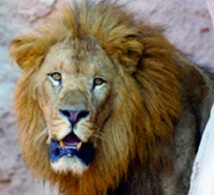 Le zoo de Rabat veille sur  les derniers lions de l'Atlas