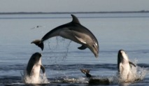 Insolite : Dauphins soldats