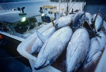 Thon rouge de Méditerranée : Le Maroc mis à l’index par la WWF