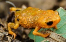 Une petite grenouille à trois doigts découverte dans le sud du Brésil