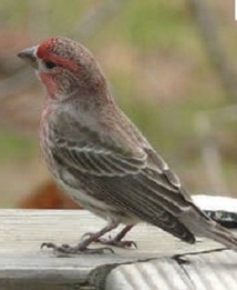 Pour ne pas tomber malades, les oiseaux évitent leurs congénères suspects