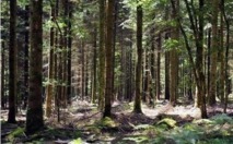 70% des forêts mondiales sont menacées par la sécheresse