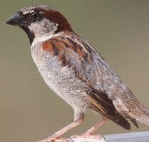 Des oiseaux se servent de mégots pour construire leur nid