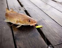 La douleur, une sensation inconnue des poissons