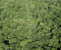 Des portables pour les arbres d’Amazonie