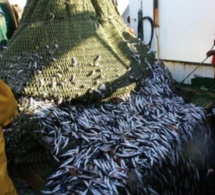 Hausse de 35% de la production nationale de la pêche côtière et artisanale