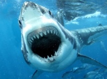 Le grand requin blanc mange beaucoup plus que ce que l’on pensait