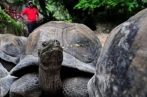 En plein océan, le laboratoire naturel de l'atoll d'Aldabra