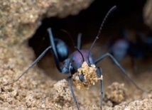 Les fourmis sont capables de prévoir les séismes