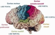 Identification des zones cérébrales activées par les chatouilles