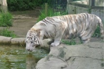 Pourquoi le rarissime tigre blanc est-il blanc ?