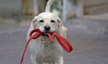 Insolite : Des biscuits pour chiens