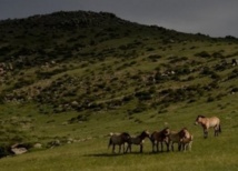 La Chine veut retrouver ses chevaux de Przewalski sauvages