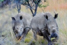 L'Afrique du Sud veut vendre les stocks de cornes de rhinocéros pour enrayer le braconnage