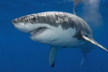 Le grand requin blanc fait le plein de lipides avant de voyager