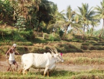 L’Inde et la reconnaissance des droits fonciers aux pauvres