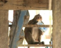 Insolite : Un village pillé par des macaques