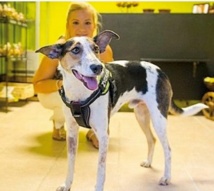 Du journalisme aux biscuits pour chiens, parcours original d'une jeune Slovène