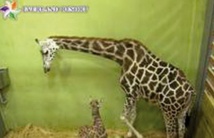 Une girafe établit un nouveau record dans un zoo en Corée