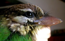 Comment les oiseaux ont obtenu leurs ailes