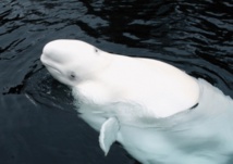 Les baleines blanches, des spécimens mystérieux et particulièrement rares