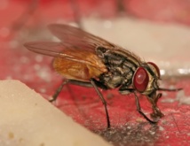 La mouche femelle préfère s'accoupler avec un seul mâle... ou son frère