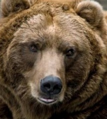 Maintenir l’autorisation de chasser l’ours pour mieux le protéger