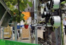 Un robot pour récolter les fraises bien mûres