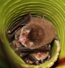 Quand les chauves-souris utilisent les feuilles en guise de mégaphones